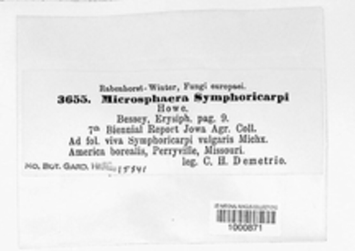 Microsphaera symphoricarpi image